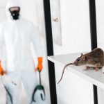 How to Spot Mice or Rats in the Home