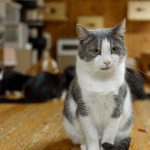 Navigating the Heartwarming World of Animal&hellip;