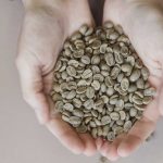 The Special Taste of Civet Coffee You Need to Know